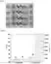 Fig. 02 - Electrolyte membrane including polyfluorene-based ionomer and manufacturing method thereof