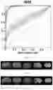 Fig. 06 - Method for determining ischemic status or assessing stroke onset time of a brain region