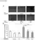 Fig. 06 - METHODS AND COMPOSITIONS FOR THE TREATMENT AND PREVENTION OF OCULAR DISEASES AND CONDITIONS