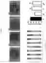 Fig. 06 - Pharmaceutical composition for prevention or treatment of lysosomal storage disorders