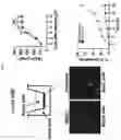 Fig. 08 - Pharmaceutical composition for prevention or treatment of lysosomal storage disorders