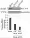 Fig. 01 - COMBINATIONS, NANOPARTICLES AND METHODS FOR CONTROLLING NATURAL KILLER CELL ACTIVATION AND FUNCTION