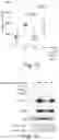 Fig. 02 - METHODS AND COMPOSITIONS RELATING TO MESENCHYMAL STEM CELL EXOSOMES