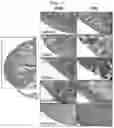 Fig. 05 - COMPOSITION FOR TREATING INFLAMMATORY DISEASE INDUCED BY HYPERIMMUNE RESPONSE