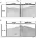 Fig. 08 - COMPOSITION FOR TREATING INFLAMMATORY DISEASE INDUCED BY HYPERIMMUNE RESPONSE