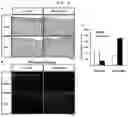Fig. 09 - COMPOSITION FOR TREATING INFLAMMATORY DISEASE INDUCED BY HYPERIMMUNE RESPONSE