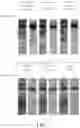 Fig. 02 - Method for alleviating arthritis with postbiotic extract