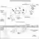 Fig. 01 - METHODS AND COMPOSITIONS FOR TREATING AND PREVENTING CENTRAL NERVOUS SYSTEM DISORDERS AND OTHER CONDITIONS CAUSED BY GUT MICROBIAL DYSBIOSIS