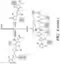 Fig. 09 - METHODS AND COMPOSITIONS FOR TREATING AND PREVENTING CENTRAL NERVOUS SYSTEM DISORDERS AND OTHER CONDITIONS CAUSED BY GUT MICROBIAL DYSBIOSIS