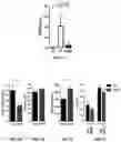 Fig. 02 - Modulation of microbial synthesis of 4-ethylphenol and 4-ethylphenyl sulfate in behavior and disease