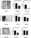 Fig. 07 - Modulation of microbial synthesis of 4-ethylphenol and 4-ethylphenyl sulfate in behavior and disease