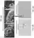 Fig. 41 - Antimicrobial compounds from the genus 