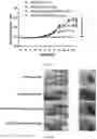 Fig. 02 - ANTI-ATOPIC DERMATITIS PROTEIN