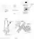 Fig. 02 - PSMA ligand targeted compounds and uses thereof