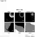 Fig. 32 - STRUCTURED GELS