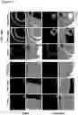 Fig. 41 - STRUCTURED GELS
