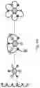 Fig. 09 - Multicyclic Peptides and Methods for Their Preparation