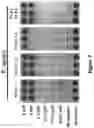 Fig. 09 - ANTIMICROBIAL NCR2 PEPTIDES