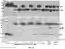 Fig. 07 - PROCESS FOR MAKING RECOMBINANT ANTIDOTE TO FACTOR XA INHIBITOR
