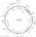 Fig. 22 - REDUCING CD33 EXPRESSION TO SELECTIVELY PROTECT THERAPEUTIC CELLS