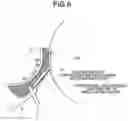 Fig. 07 - Image forming apparatus having development apparatus including sheet member which is disposed below position on developer bearing member where developer bearing member is closest to image bearing member