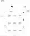 Fig. 02 - Nano paper and preparation method, method for image processing and electronic device
