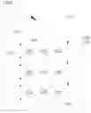 Fig. 03 - Nano paper and preparation method, method for image processing and electronic device