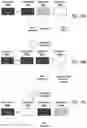 Fig. 15 - Data defined caches for speculative and normal executions