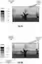 Fig. 15 - Ground Plane Compensation in Identifying and Treating Plants