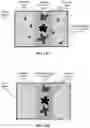 Fig. 19 - Ground Plane Compensation in Identifying and Treating Plants