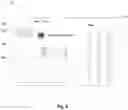 Fig. 17 - APPARATUS AND METHOD OF MOSQUITO IDENTIFICATION