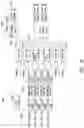Fig. 16 - Reconfigurable hardware buffer in a neural networks accelerator framework