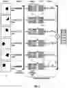 Fig. 04 - NEURAL NETWORK SYSTEMS FOR ABSTRACT REASONING
