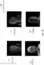 Fig. 11 - Object relighting using neural networks