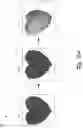 Fig. 04 - Systems for shading vector objects