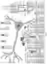 Fig. 05 - SPECIFIC STRUCTURAL VARIANTS DISCOVERED WITH NON-MENDELIAN INHERITANCE