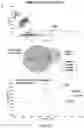 Fig. 08 - SPECIFIC STRUCTURAL VARIANTS DISCOVERED WITH NON-MENDELIAN INHERITANCE