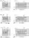 Fig. 12 - Self aligned multiple patterning