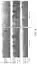 Fig. 10 - ELECTRODEPOSITION OF COBALT TUNGSTEN FILMS