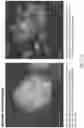 Fig. 174 - Automated application of drift correction to sample studied under electron microscope