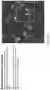 Fig. 176 - Automated application of drift correction to sample studied under electron microscope