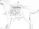 Fig. 01 - ANIMAL HARNESS AND INTERCHANGEABLE COVERS AND ACCESSORIES
