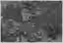 Fig. 01 - COLLOIDAL PLANT POWDER/EXTRACT ENCAPSULATION WITH PECTIN-PROTEIN COACERVATE GELS