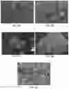 Fig. 07 - COLLOIDAL PLANT POWDER/EXTRACT ENCAPSULATION WITH PECTIN-PROTEIN COACERVATE GELS