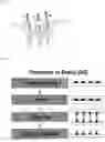Fig. 02 - BIOCOMPATIBLE AND ELECTROCONDUCTIVE POLYMERIC MICRONEEDLE BIOSENSOR FOR MINIMALLY INVASIVE BIOSENSING
