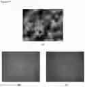 Fig. 16 - ANTIMICROBIAL AZO COMPOUNDS AND USES THEREOF