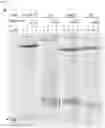Fig. 04 - USES OF COMPOUNDS HAVING ANTI-HSV-1 ACTIVITY