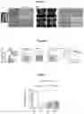 Fig. 08 - METHODS FOR TREATING CHEMORESISTANT CANCER-INITIATING CELLS