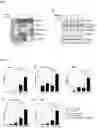 Fig. 02 - Compositions comprising nicotinamide riboside and a urolithin