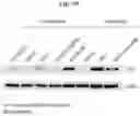 Fig. 40 - TUMOR INFILTRATING LYMPHOCYTES AND METHODS OF THERAPY